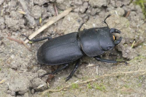 Réf. 184 756 : Dorcus parallelipipedus